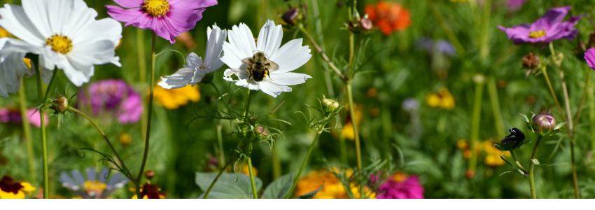 Concours Prairies fleuries 