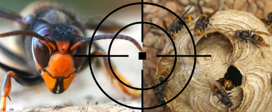 Lutte contre le frelon asiatique