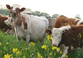 Alimentation et Agriculture